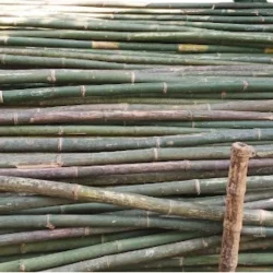 Bamboo