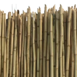 Bamboo