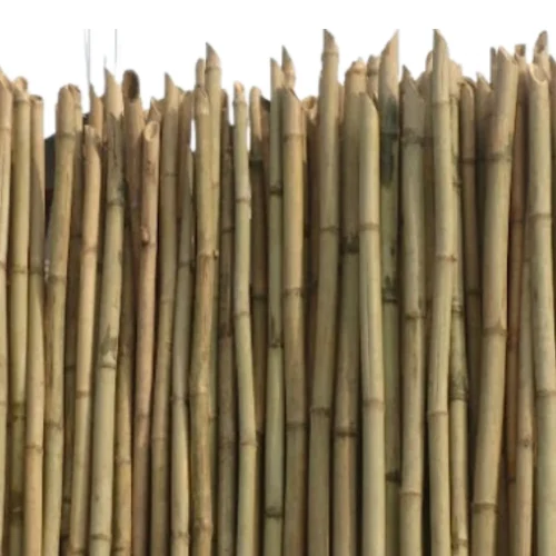 Bamboo