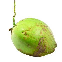 Coconut
