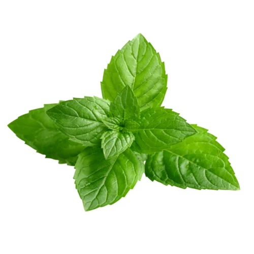 Peppermint