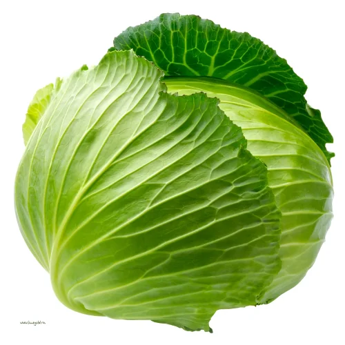 Green Cabbage