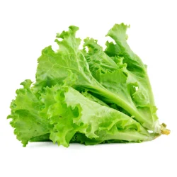 lettuce