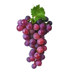 ripe grapes