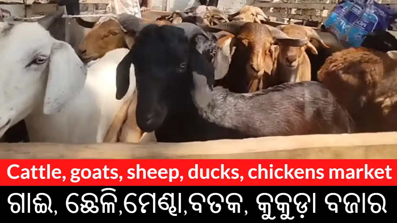 Cattle, goats, sheep, ducks, chickens market