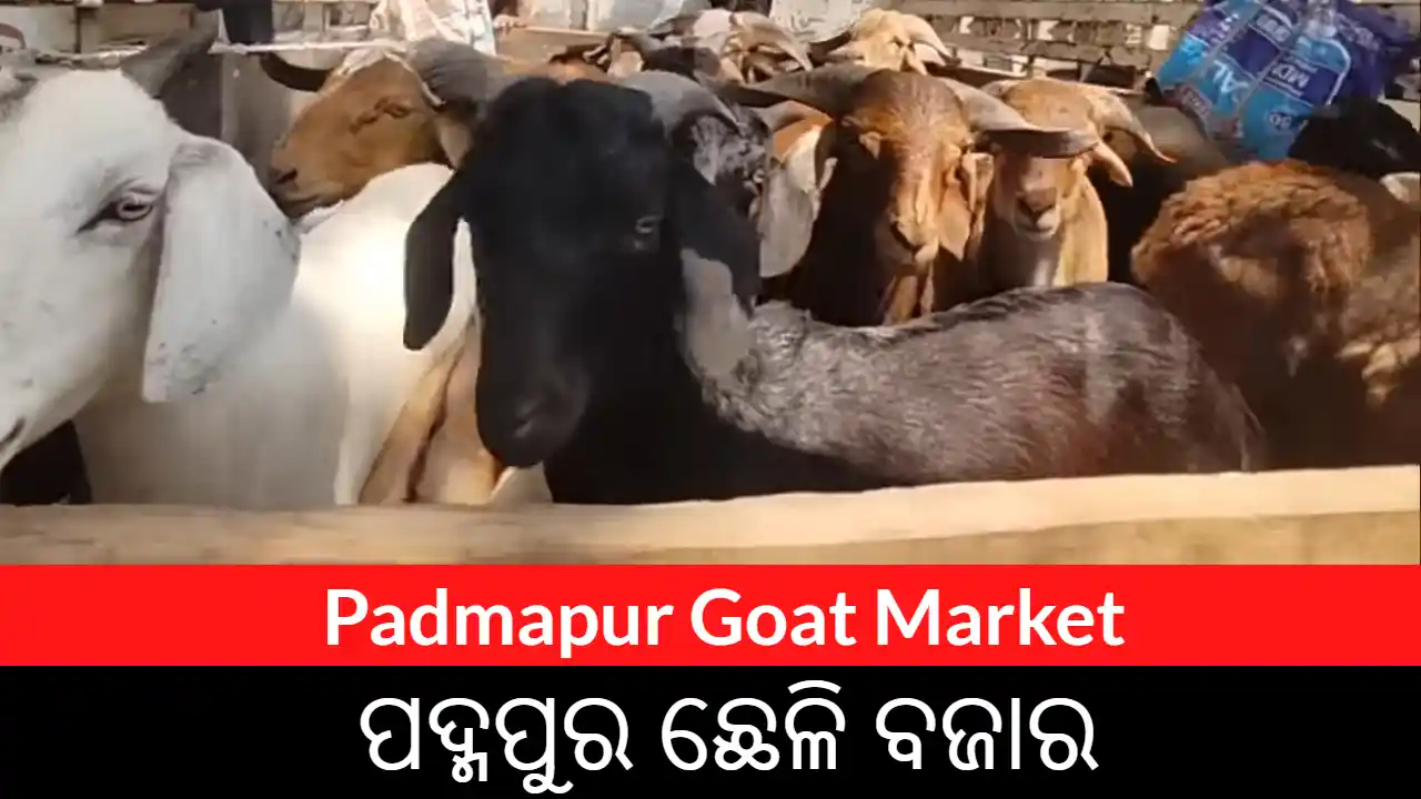 Padmapur Goat Market